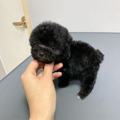 a small black puppy is being held by someone's hand on a table in front of a door