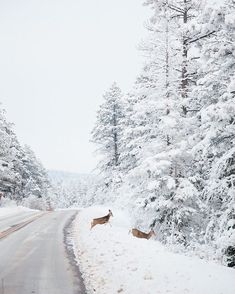 two deer standing on the side of a road covered in snow