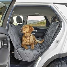 a brown dog sitting in the back seat of a white truck with its front door open