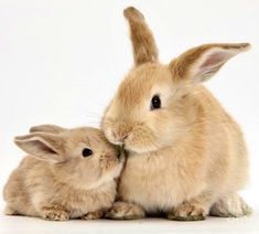 two rabbits are sitting next to each other