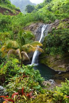 a waterfall surrounded by lush green vegetation and palm trees