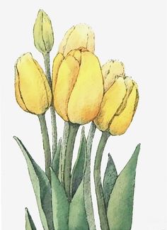 a painting of yellow tulips with green leaves in the foreground, against a white background