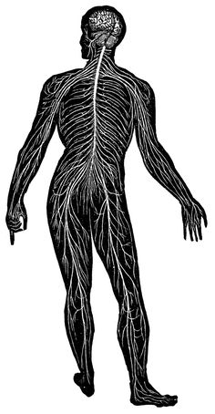 the human body is shown in this black and white illustration, with lines running through it