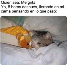 a cat laying on top of a bed next to a stuffed animal with the caption actual pictures of me right now