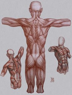 the muscles are shown in this drawing