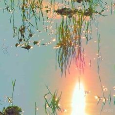 the sun is reflected in the water with grass growing out of it's surface