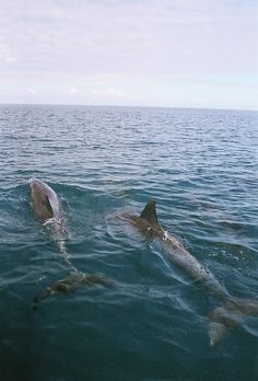 two dolphins swimming in the ocean together