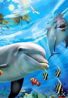 two dolphins swimming in the ocean with tropical fish