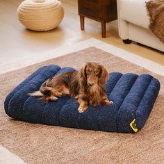 a long haired dachshund sitting on a blue dog bed in a living room