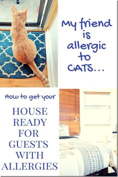 a cat sitting on top of a rug next to a bed and door with the words, my friend is allergic cats how to get - your house ready for guests with allergies