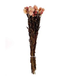 dried flowers in a vase on a white background