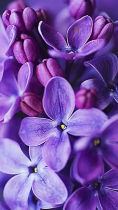 purple flowers with yellow stamens are in the middle of this photo, and they appear to be blooming