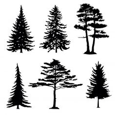 pine tree silhouettes on white background stock photo - image 349874