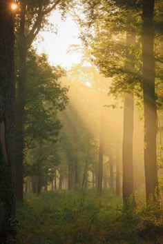 the sun is shining through the trees in the forest