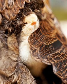 a baby bird is sitting on its mother's back