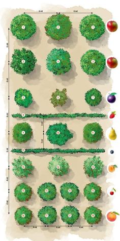 an aerial view of trees and fruit in different stages of growth, from top to bottom