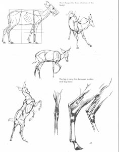 some drawings of horses that are in different positions