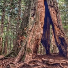 an old growth tree in the middle of a forest filled with lots of tall trees