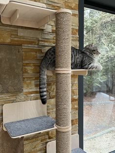 a cat sitting on top of a scratching post