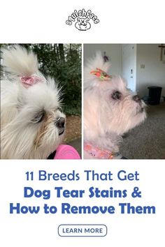 two small white dogs with pink bows on their heads and the words, 11 breeds that get dog tear stains & how to remove them