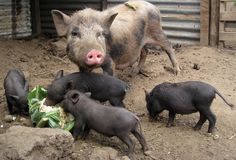 pigs are eating some vegetables in the dirt