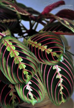 some green and red leaves on a plant