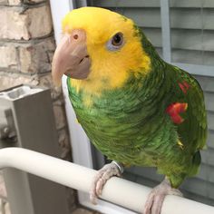 a yellow and green parrot sitting on top of a window sill