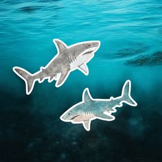 two stickers of sharks swimming in the ocean