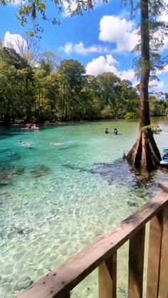 people are swimming in clear blue water near a wooden railing and trees on the other side