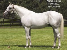 a white horse standing on top of a lush green field