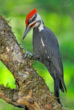 a bird with a red head is perched on a tree branch