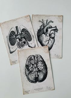 three drawings of human heart and lunges on old paper, one is black and white