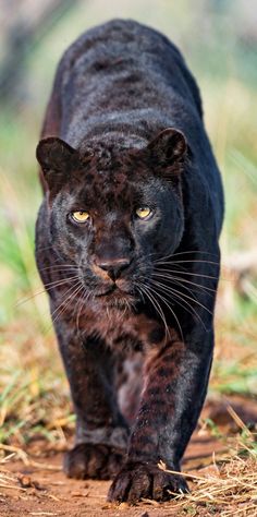 a black leopard walking across a grass covered field