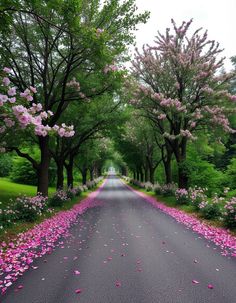 the road is lined with trees and pink flowers on both sides, as if it were in bloom