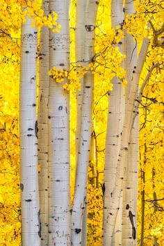 a group of white trees with yellow leaves in the fall season, surrounded by tall aspen trees