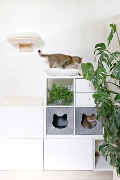 ikea cat hack kallax climbing shelves Kallax Cat Bed, Cat Kallax Hack, Diy Cat Cubby, Ikea Kallax Cat Hack, Ikea Hack Cat Tree, Kallax Cat Hack, Ikea Cat Hack, Kallax Cat