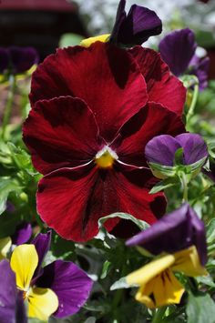 purple and yellow pansies in a garden