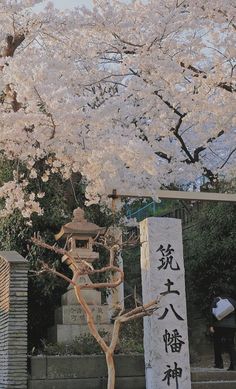 a tall tree sitting next to a stone wall