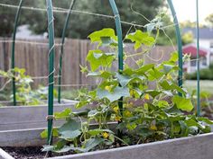 an outdoor garden with various plants growing in it