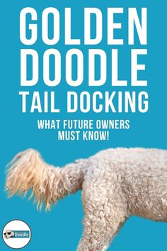 a white dog standing on top of a blue background with the words golden doodle tail docking