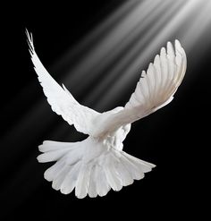 a white dove flying in the air with its wings spread out and light coming from behind it