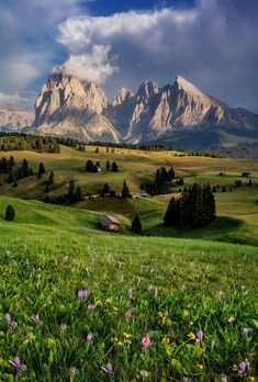 the mountains are covered in snow and green grass with wildflowers on the foreground