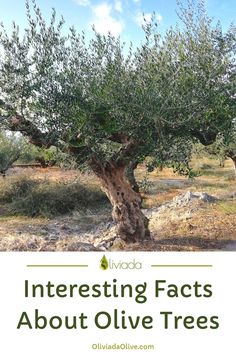 interesting facts about olive trees Olive Trees In Garden, Olive Tree Meaning, Olive Tree Aesthetic, Sweet Olive Tree, Backyard Trees Landscaping, Russian Olive Tree, Olive Trees Landscape, Arbequina Olive Tree