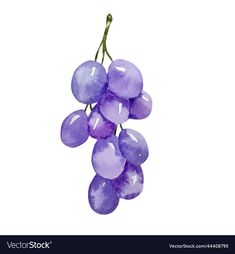 watercolor painting of grapes on white background