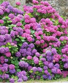 purple flowers blooming in front of a stone wall