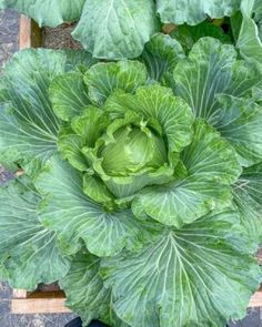 a head of cabbage in a wooden box on top of dirt and gravel with green leaves