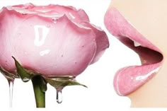 a pink rose with water dripping from it's petals next to a woman's lips