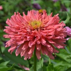 a pink flower with green leaves in the background