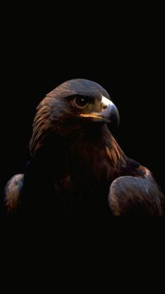 an eagle is sitting in the dark with its head turned to the side and it's eyes open