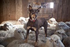 a dog standing in the middle of a herd of sheep